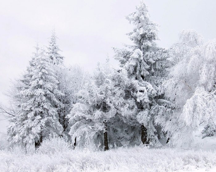 ���� �������� ������ ������������ ������������