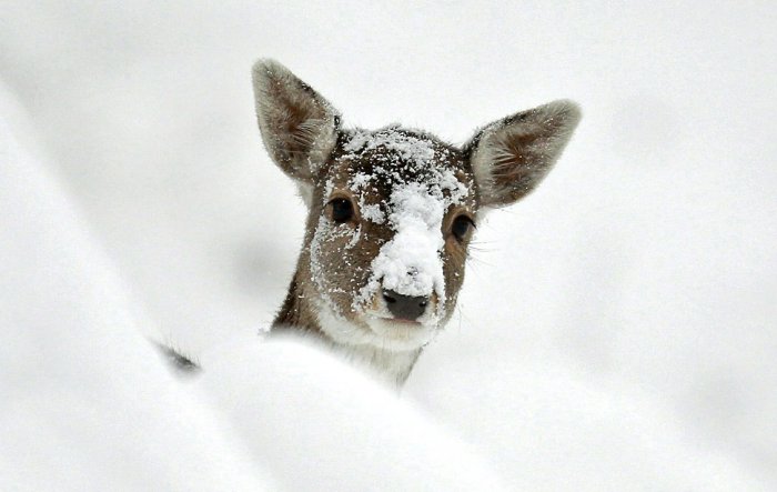 ������������ ���: 2 �������