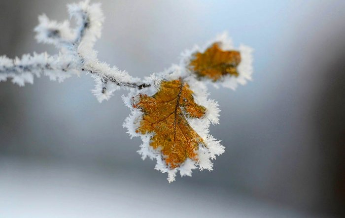 Фотоподборка дня: 6 декабря Фотоподборка дня: 6 декабря