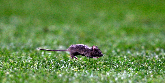 Такой разнообразный спорт Такой разнообразный спорт