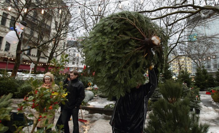 Срубили нашу елочку Срубили нашу елочку