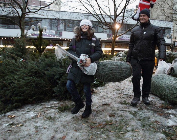 Срубили нашу елочку Срубили нашу елочку