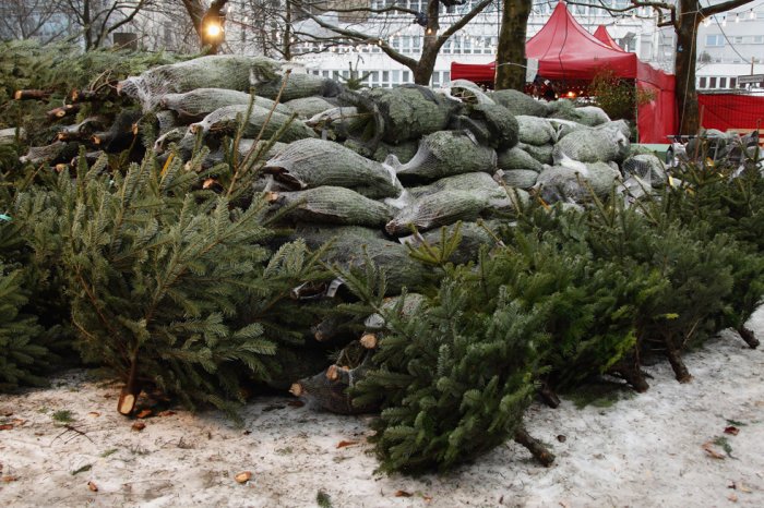 Срубили нашу елочку Срубили нашу елочку