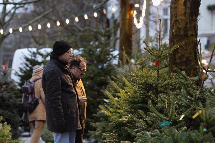 Срубили нашу елочку Срубили нашу елочку