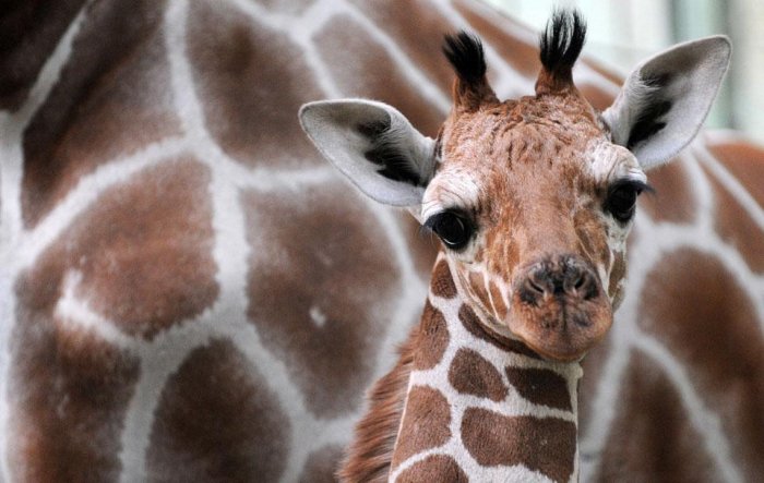 ������������ ���: 23 �������