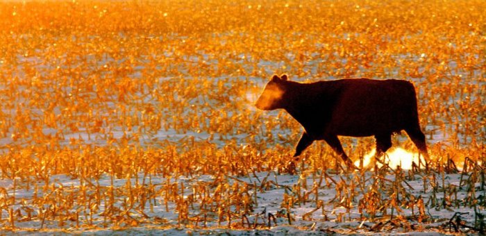 ������ ���� �������