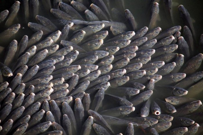 ������ ���� �������