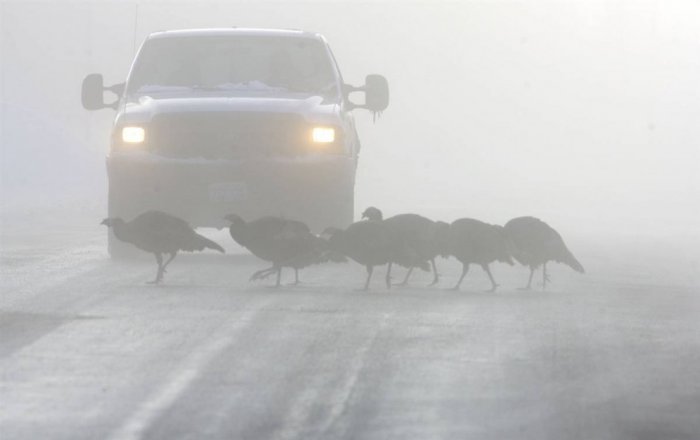 ������ ���� �������