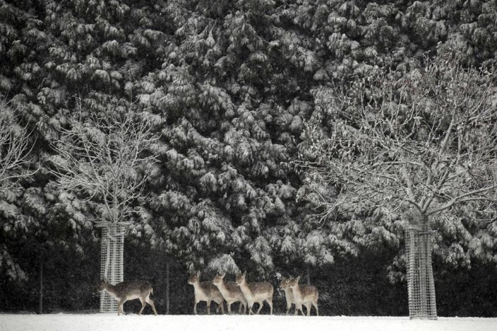 ������ ���� �������