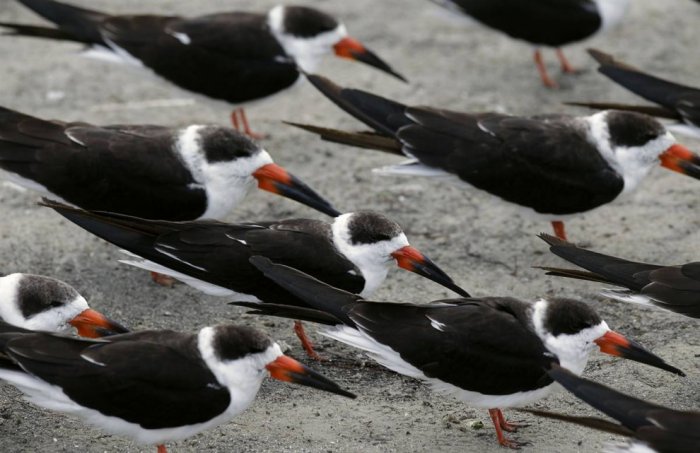 ������ ���� �������