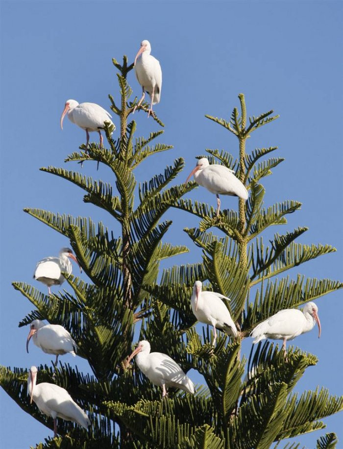 ������ ���� �������