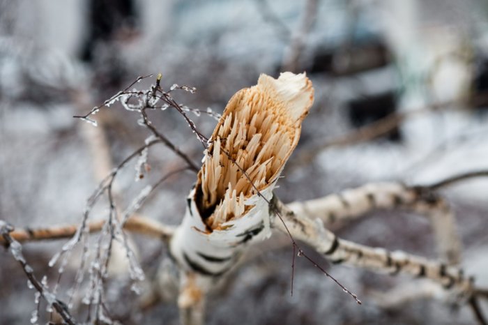 Ледяной дождь в Москве Ледяной дождь в Москве