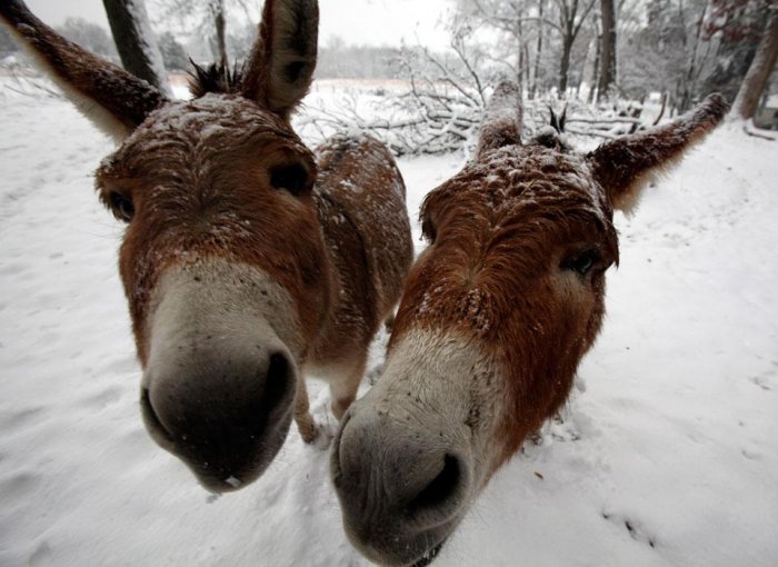 ������������ ���: 27 �������