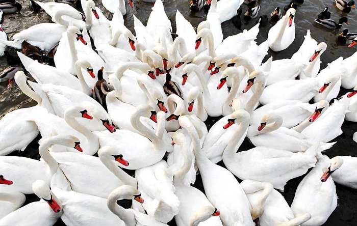 ������������ ���: 28 �������